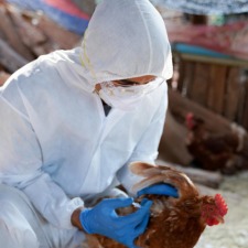 scientist with chicken